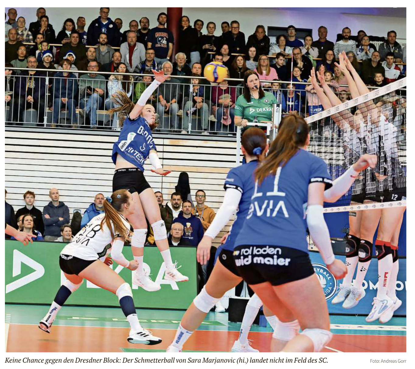 Die Blaubären locken die Fans in Scharen